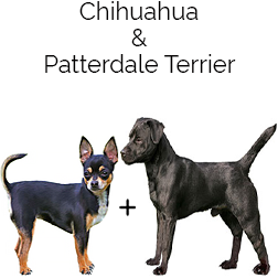 Chatterdale Dog